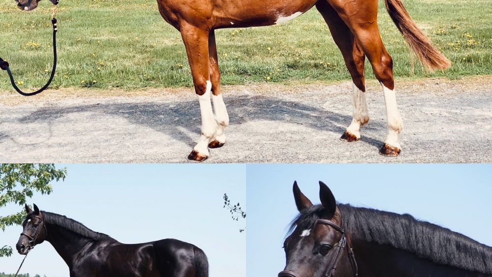 Harvest Early Bird Z