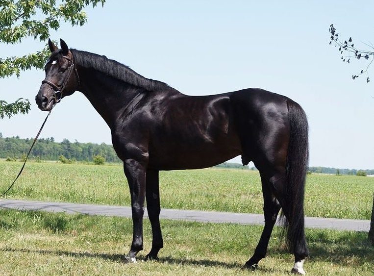 Harvest Early Bird Z