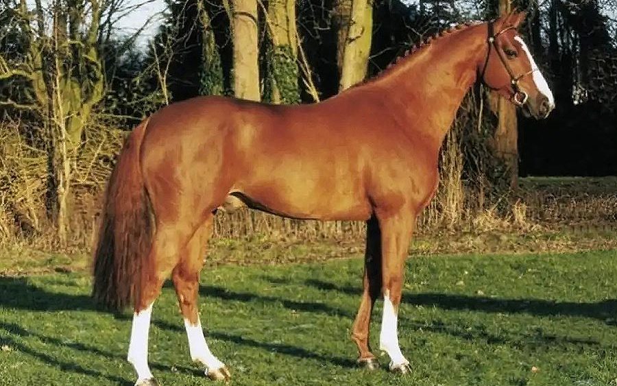 Tangelo Van de Zuuthoeve