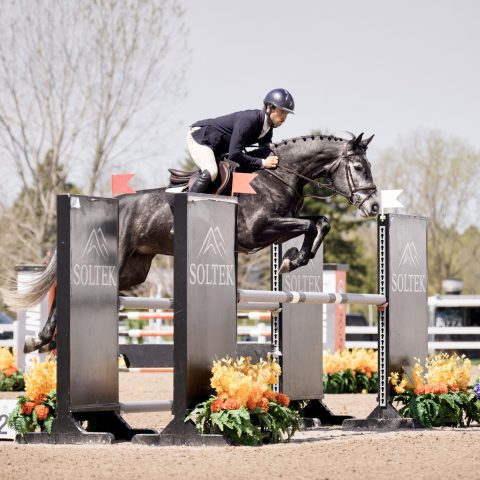 COOL BLUE Z YPDM mare 2020, by Chacco Blue , 2025 5 years old young jumper Canadian champion and grand daughter of the great 1m60 mare,Cella ridden by Ben Maher