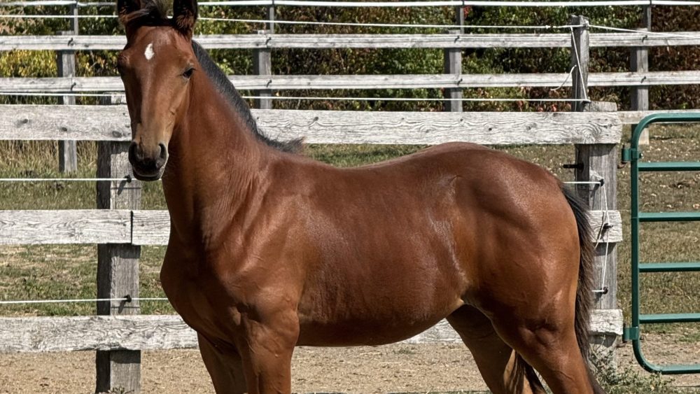 Chablis de Star YPDM pouliche par For a Star et Cool Blue YPDM Championne des pouliches BWP en Amérique du Nord