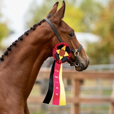 Chablis de Star YPDM pouliche par For a Star et Cool Blue YPDM Championne des pouliches BWP en Amérique du Nord